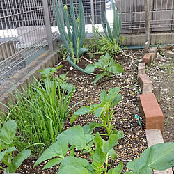 部屋全体/植物のある暮らし/ガーデニング/観葉植物のある暮らし/家庭菜園...などのインテリア実例 - 2021-04-18 10:28:41