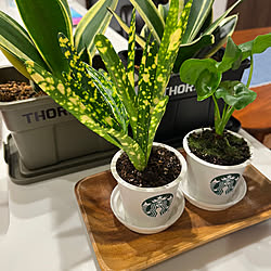 観葉植物/thor/STARBUCKS COFFEE/スタバ/夢のマイホーム...などのインテリア実例 - 2023-04-27 23:12:11