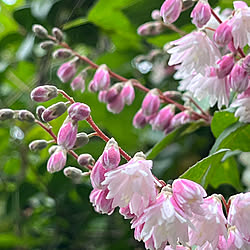 満開です♡/箱根空木/梅花空木/紅花梅花空木/ウツギの花...などのインテリア実例 - 2023-05-28 16:37:22