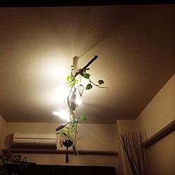 壁/天井/流木
/DIY/観葉植物/植物...などのインテリア実例 - 2014-11-11 23:16:25