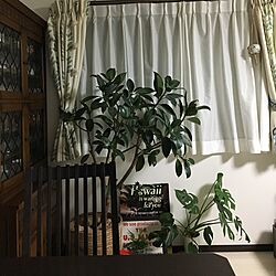 部屋全体/食器棚/観葉植物/植物/植物のある暮らし...などのインテリア実例 - 2017-05-18 23:41:07
