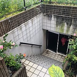 中古住宅/玄関アプローチ DIY/中古一戸建て/バラのある暮らし/紫陽花のある暮らし...などのインテリア実例 - 2023-05-06 11:18:33