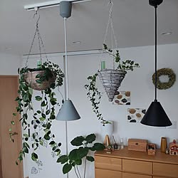 部屋全体/観葉植物/小物/観葉植物のある暮らし/ドライフラワー...などのインテリア実例 - 2023-12-31 10:33:51