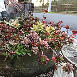 玄関/入り口/イベント用/お肉お肉/多肉植物/片流れ平屋の家のインテリア実例 - 2016-03-11 18:03:57