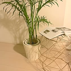 机/Urban Outfitters/観葉植物/マンション/GREENのある暮らし...などのインテリア実例 - 2017-07-16 11:23:53