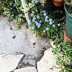 玄関/入り口/青い花が好き/ガーデニングのインテリア実例 - 2016-03-23 20:46:21