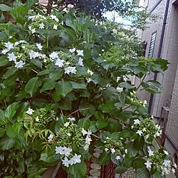 お花のある暮らし/お花が好き/お庭のお花/紫陽花のインテリア実例 - 2023-06-09 08:46:13