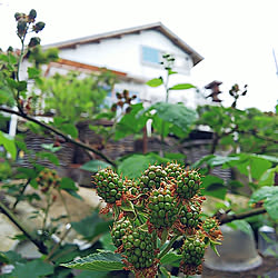 部屋全体/日記/いつもありがとうございます♡/植物のある暮らし/ガーデニング...などのインテリア実例 - 2019-06-10 10:09:10