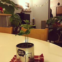 リビング/ウンベラータ/IKEA/観葉植物のインテリア実例 - 2016-12-31 00:40:53