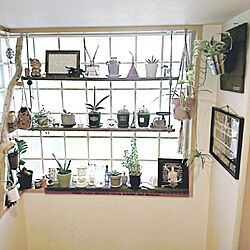 バス/トイレ/interior green/植物/DIY/植物のある暮らし...などのインテリア実例 - 2017-02-16 17:41:50