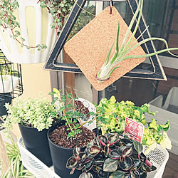 部屋全体/植物のある暮らし/猫との暮らし/雑貨/100均...などのインテリア実例 - 2021-03-28 10:17:52