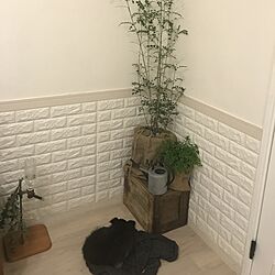 リビング/観葉植物/DIYのインテリア実例 - 2017-05-05 23:41:30