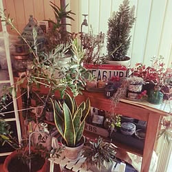 玄関/入り口/観葉植物/植物/アンティーク/DIY...などのインテリア実例 - 2015-12-28 15:56:53