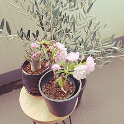 桜/and plants/アデニウム/オリーブの木のインテリア実例 - 2023-03-24 11:24:31