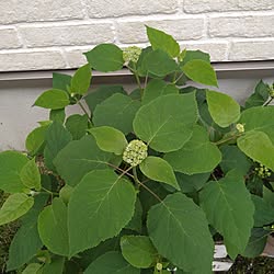 ベッド周り/ベッド周りではありませんが…/アナベル/植物のある暮らし/植物すぐ枯らす人...などのインテリア実例 - 2023-05-22 20:33:21