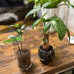 雑貨/100均/一人暮らし/カフェ風/植物のある暮らし...などのインテリア実例 - 2022-07-20 20:07:56