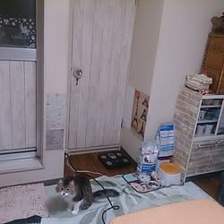 部屋全体/DIY/100均/セリア/猫部のインテリア実例 - 2014-05-28 23:28:57