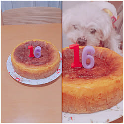マルチーズ/老犬との暮らし/老犬16歳/かぼちゃのチーズケーキ/部屋全体のインテリア実例 - 2021-10-18 22:41:48