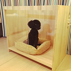 リビング/ゲージ/犬小屋DIY/犬小屋/DIY...などのインテリア実例 - 2015-11-04 23:00:11