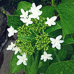 庭/緑が好き♡/築30年リノベーション/芝生/紫陽花...などのインテリア実例 - 2019-06-02 07:01:13