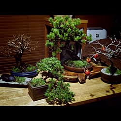 机/植物/盆栽のインテリア実例 - 2014-11-30 18:25:59