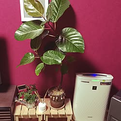 部屋全体/カポック様❤︎/フィカスブラウン様参上❤︎/キャバクラなみの壁紙。笑/観葉植物のインテリア実例 - 2015-12-21 23:13:01