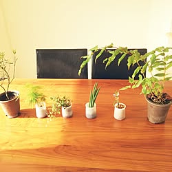 机/植物/ダイニングテーブルの上のインテリア実例 - 2014-07-15 07:18:54