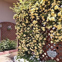 玄関/入り口/花いっぱいの庭に憧れる/花を綺麗に咲かせたい/モッコウバラ黄色/庭のインテリア実例 - 2022-05-05 11:36:54