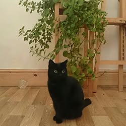 キッチン/猫/イギリス/くろねこ/ポリー...などのインテリア実例 - 2016-10-21 04:09:08