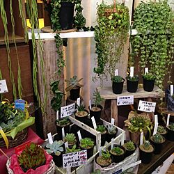 棚/DIY/植物のインテリア実例 - 2014-09-03 21:07:42