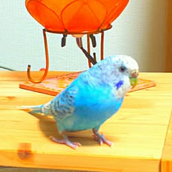 棚/セキセイインコのインテリア実例 - 2016-03-20 21:14:40