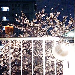 レンピ/団地/桜/ソメイヨシノ/イッタラ...などのインテリア実例 - 2015-04-02 22:49:25