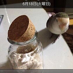 棚/インコ/コザクラインコのインテリア実例 - 2014-05-26 23:57:42