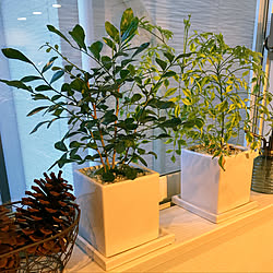 リビング/松ぼっくり/観葉植物増やしたい/窓際の植物/観葉植物...などのインテリア実例 - 2018-02-05 16:47:20