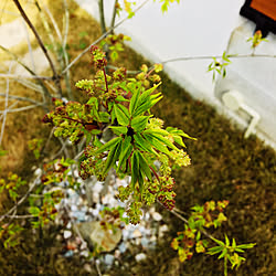 庭の芝生/白い門柱/アオダモ　落葉樹/植物のある暮らし/たくさんの出会いに感謝♡...などのインテリア実例 - 2021-03-30 09:19:43