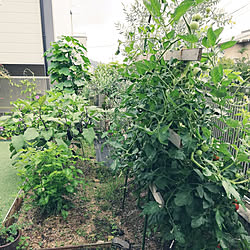 玄関/入り口/休日の過ごし方/採れたて野菜はこの畑から/畑の手入れ/笑顔で暮らす♡...などのインテリア実例 - 2021-07-16 17:52:33