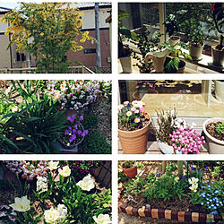 玄関/入り口/いいねありがとうございます☺︎/Room Clipとの出会いに感謝✳︎/植物のある暮らし/春の庭のインテリア実例 - 2021-04-03 12:39:04