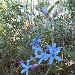 机/青い花が好き/ブルースター/机ではありません。/お庭...などのインテリア実例 - 2017-06-03 18:40:32
