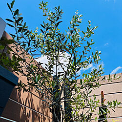 オリーブの木/好きな時間/植物のある暮らし/玄関/入り口/ビルベルギアのインテリア実例 - 2022-05-22 13:00:20