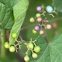 蜂に気をつけて/野葡萄の実/植物のある暮らし/盛夏/逢...などのインテリア実例 - 2022-08-13 09:50:26