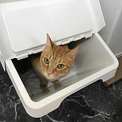 IKEA/猫/モノトーン/キッチンのインテリア実例 - 2019-03-05 23:33:33
