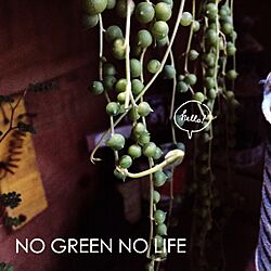 壁/天井/NO GREEN NO LIFE/花芽/多肉植物のインテリア実例 - 2015-01-07 16:31:28