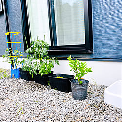 リスボンレモンのインテリア実例 Roomclip ルームクリップ