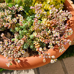 雨樋でプランターのインテリア実例 Roomclip ルームクリップ