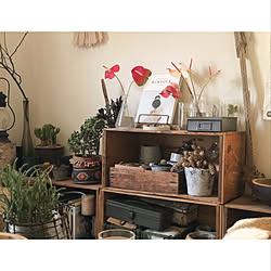 多肉植物 カランコエ ベハレンシスのインテリア実例 Roomclip ルームクリップ 多肉植物 カランコエ ベハレンシスのインテリア実例 Roomclip ルームクリップ