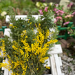 ミモザ ミモザ スワッグのインテリア実例 Roomclip ルームクリップ