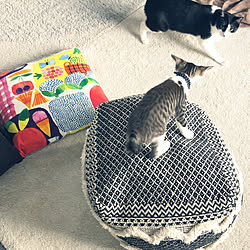 猫クッションのインテリア実例 Roomclip ルームクリップ