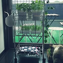 猫草栽培中のインテリア実例 Roomclip ルームクリップ 猫草栽培中のインテリア実例 Roomclip ルームクリップ