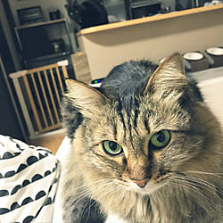 キッチン/2018.1.9/殺処分のない世界/猫のいる暮らし/保護ねこ部...などのインテリア実例 - 2018-01-09 18:50:27