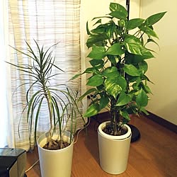 ベッド周り 観葉植物 マンション暮らし ポトス ポトスタワー などのインテリア実例 21 06 25 07 37 51 Roomclip ルームクリップ